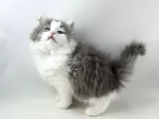 ノルウェージャンフォレストキャット【福岡県・女の子・2025年9月7日・ブルーマッカレルタビー&ホワイト】の写真3