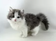 ノルウェージャンフォレストキャット【福岡県・女の子・2025年9月7日・ブルーマッカレルタビー&ホワイト】の写真8