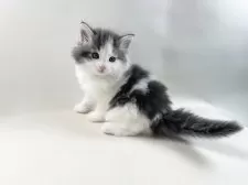 ノルウェージャンフォレストキャット【福岡県・男の子・2025年3月1日・ブルータビー&ホワイト】の写真7