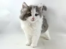 ノルウェージャンフォレストキャット【福岡県・女の子・2025年9月7日・ブルーマッカレルタビー&ホワイト】の写真12