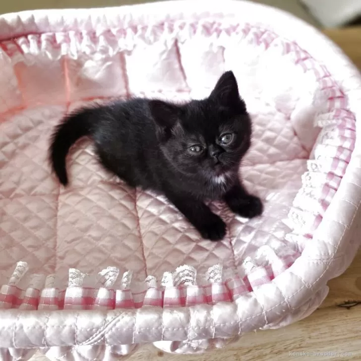 ID：2509-01738の子猫