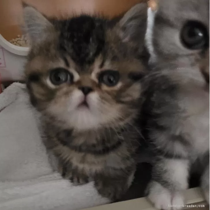 A.K 様のお迎えした子猫