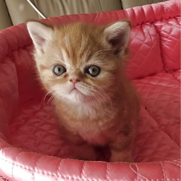 ミヌエット(長足)【北海道・女の子・2025年9月28日・レッドタビー】の写真「丸顔しっかりBody」