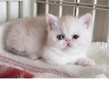 ミヌエット(短足)【北海道・女の子・2025年9月28日・クリームタビー&ホワイト】の写真「オットアイの人懐っこい女の子」