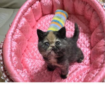 ミヌエット(長足)【北海道・女の子・2025年10月23日・トーティシェル】の写真「おだやかな性格で可愛い女の子」