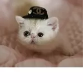 ミヌエット(短足)