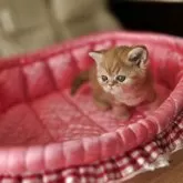 ミヌエット(長足)【北海道・女の子・2025年9月28日・レッドタビー】の写真5