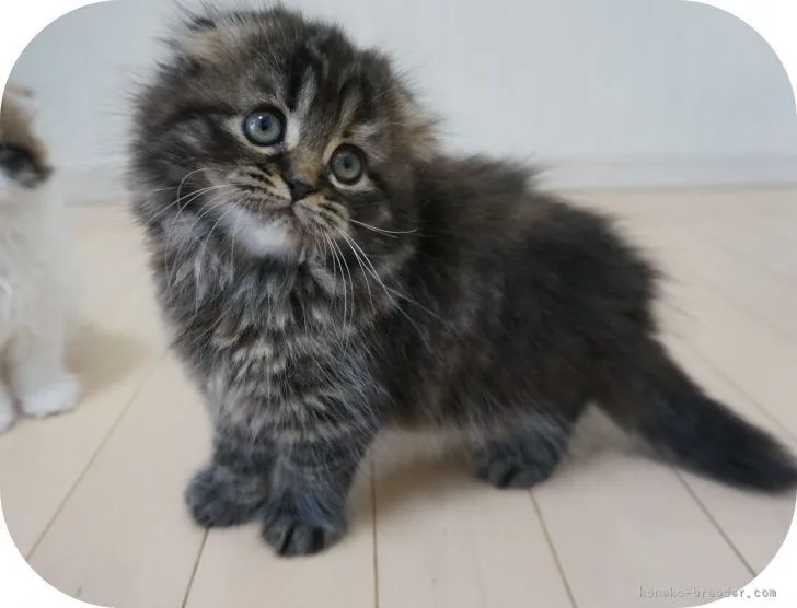 ID：2105-00034の子猫