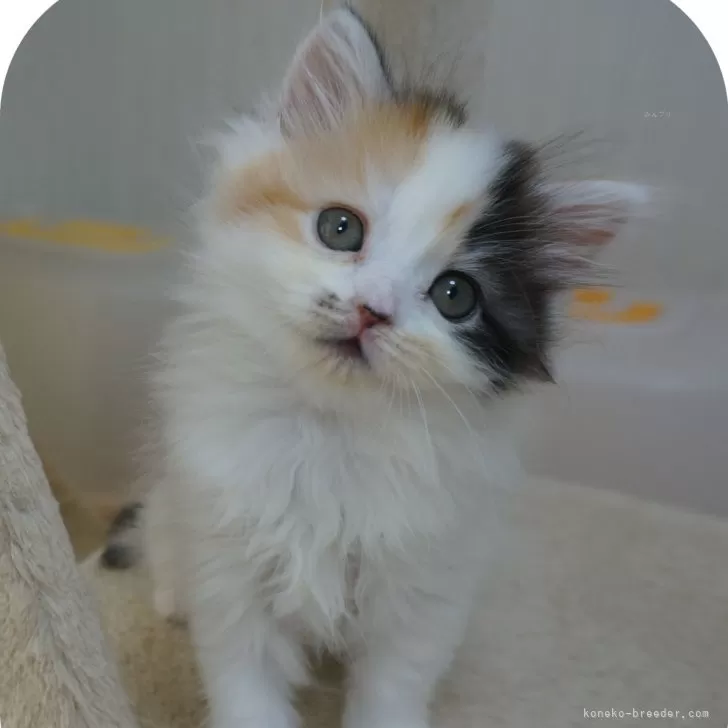 ID:2404-00087の子猫