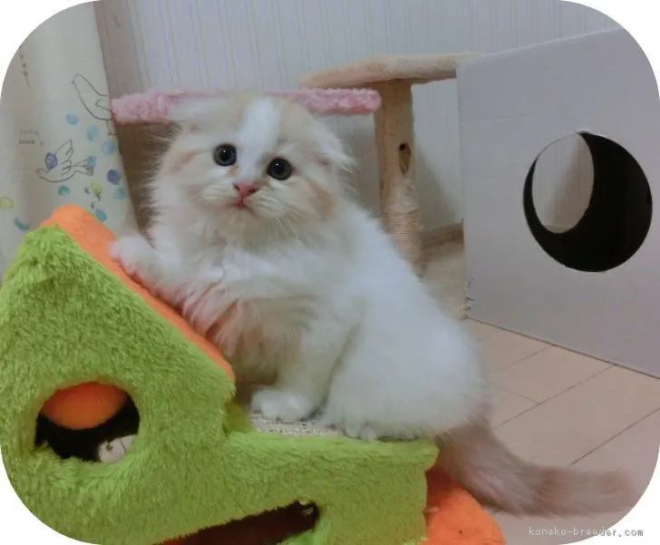 ID:1709-00211の子猫