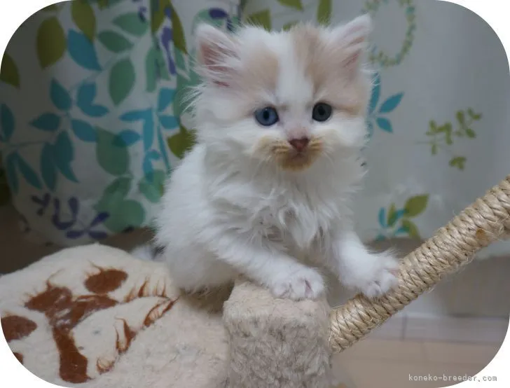 ID:2204-01372の子猫