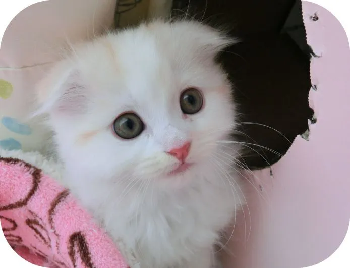 ID:1504-00188の子猫