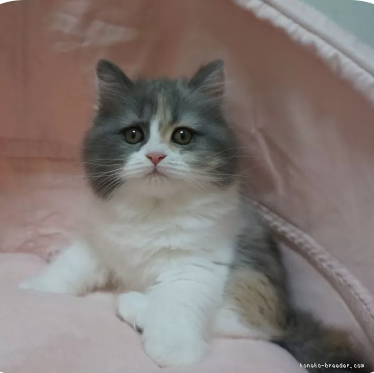 ID：2404-00082の子猫