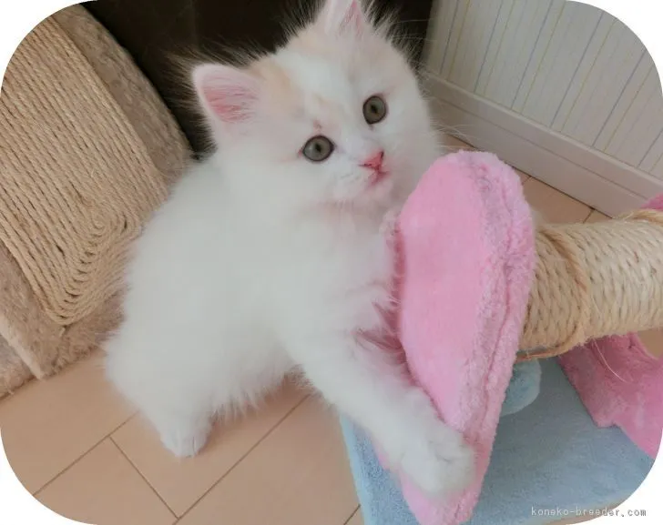 ID：1611-00899の子猫