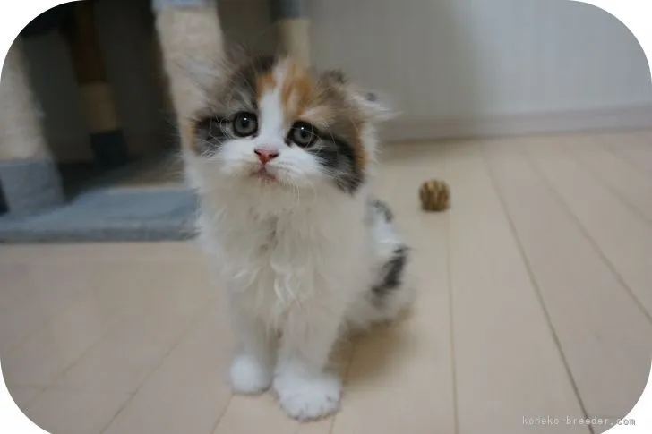 ID：2105-00035の子猫