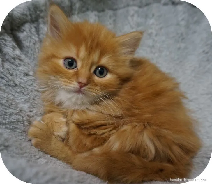 ID：2103-01772の子猫