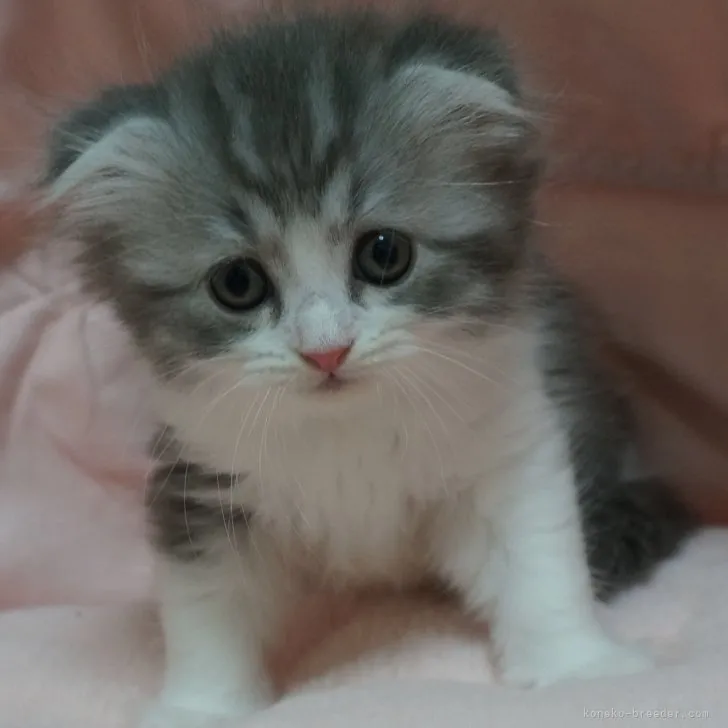 ID:2306-03043の子猫