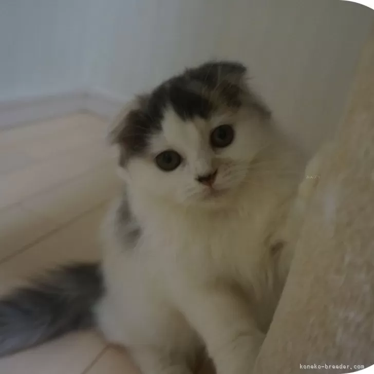 ID：2311-00131の子猫