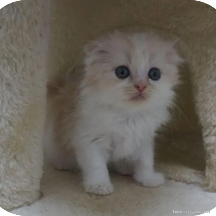 ID：2205-01659の子猫