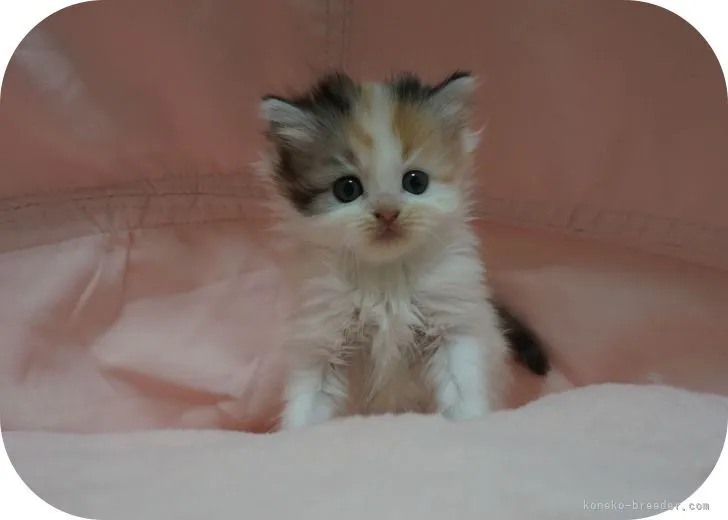 ID：2204-01375の子猫