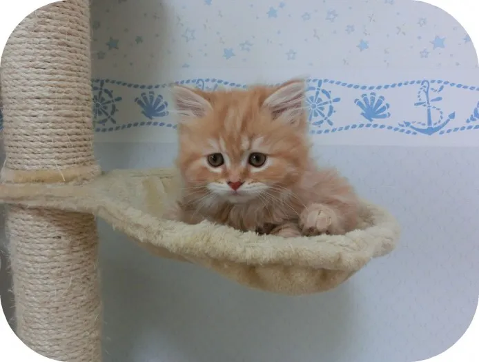 あきちゃん 様のお迎えした子猫