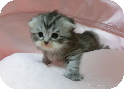 ID：1906-01883の子猫