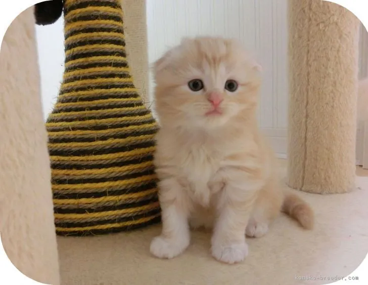 ID：1704-00709の子猫