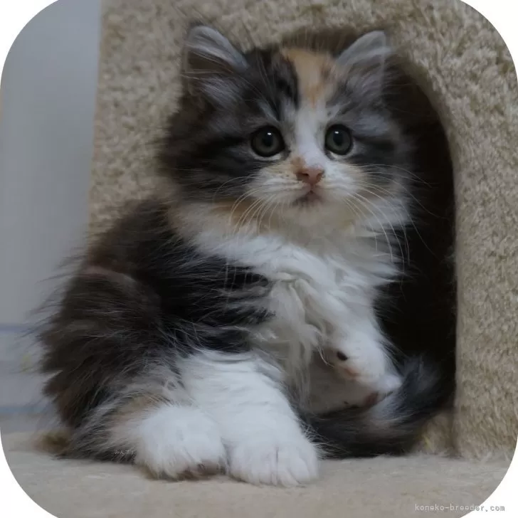 ID：2404-00086の子猫