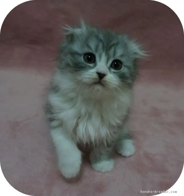 ID：2002-01278の子猫