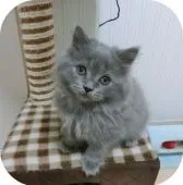 スコティッシュフォールド【茨城県・男の子・2016年4月21日・ブルー】の写真2