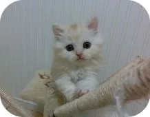スコティッシュフォールド(立ち耳)【茨城県・男の子・2018年1月17日・クリームタビー】の写真2