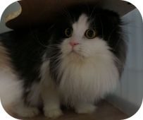 スコティッシュフォールド【・男の子・2019年1月19日・ブラックアンドホワイト】
