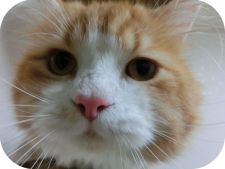 スコティッシュフォールド【・男の子・2015年10月27日・レッド&ホワイト】