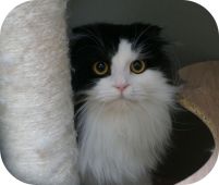 スコティッシュフォールド【・男の子・2019年1月19日・ブラックアンドホワイト】