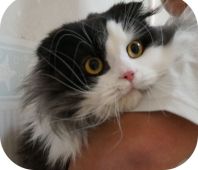 スコティッシュフォールド【・男の子・2019年1月19日・ブラックアンドホワイト】