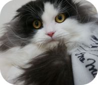 スコティッシュフォールド【・男の子・2019年1月19日・ブラックアンドホワイト】