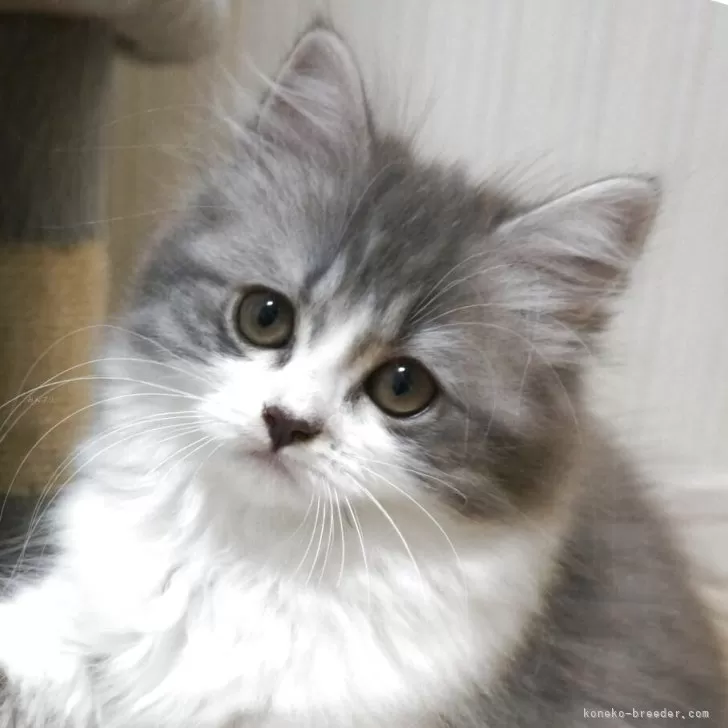 R.K 様のお迎えした子猫