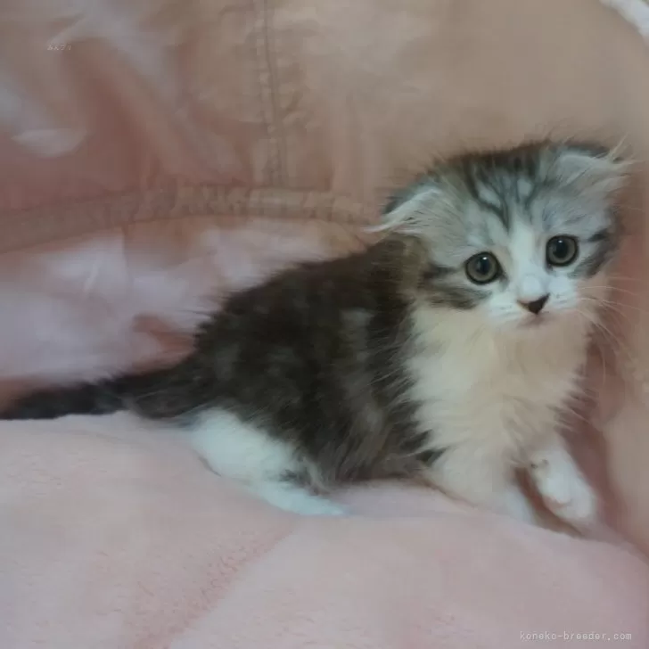 ID:2506-03071の子猫