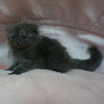 スコティッシュフォールド(折れ耳)【茨城県・女の子・2025年9月1日・ブルー（ロングヘアー）】の写真「準備中」