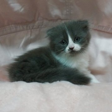 スコティッシュフォールド(折れ耳)【茨城県・女の子・2025年8月29日・ブルーアンドホワイト（ロングヘアー）】の写真「準備中」