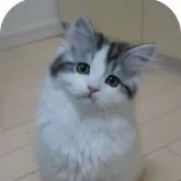 スコティッシュフォールド(立ち耳)