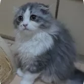 スコティッシュフォールド(折れ耳)