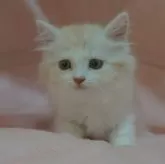 スコティッシュフォールド(立ち耳)