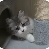 スコティッシュフォールド(立ち耳)【茨城県・女の子・2025年2月17日・ブルーアンドホワイト】の写真2