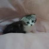 スコティッシュフォールド(折れ耳)【茨城県・女の子・2025年4月26日・シルバータビーアンドホワイト】の写真2