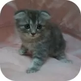 スコティッシュフォールド(折れ耳)【茨城県・男の子・2024年8月13日・セミロング】の写真2