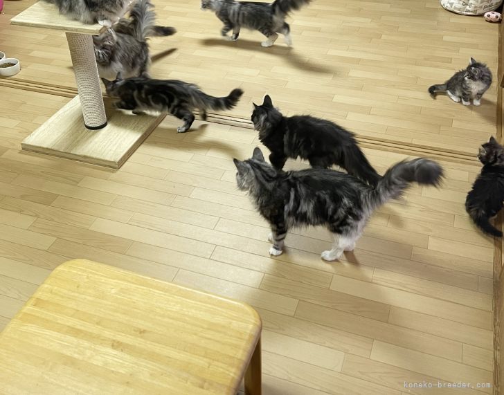 猫舎の室内の様子です。みんなでおもちゃを追いかけて遊んでいます。｜北見　友美(きたみ　ともみ)ブリーダー(東京都・ノルウェージャンフォレストキャット・TICA/FIFe登録)の紹介写真4