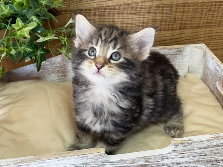 M.Y 様のお迎えした子猫