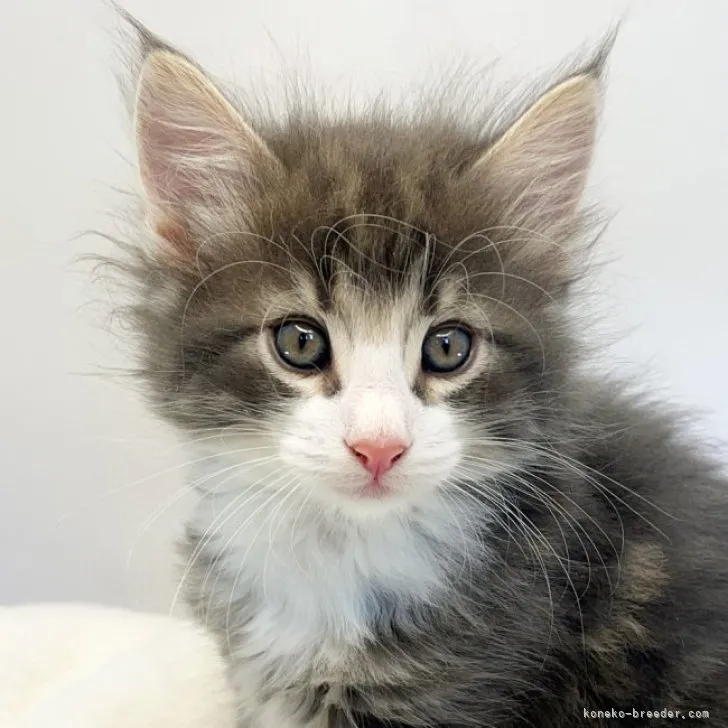 ID：2310-00890の子猫