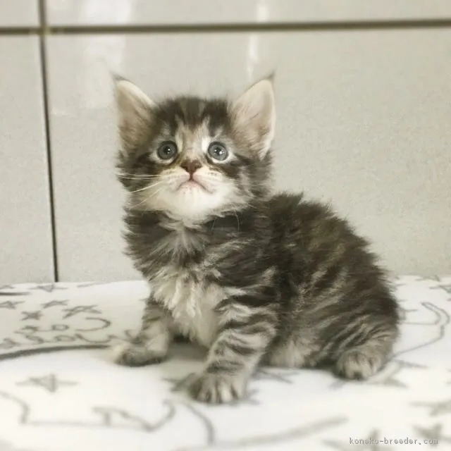 ID：1809-01146の子猫